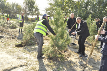 “Yaşıl Dünya naminə həmrəylik ili” çərçivəsində 23 oktyabr 2024-cü il tarixdə Ucar rayonunda növbəti ağacəkmə aksiyası keçirilib