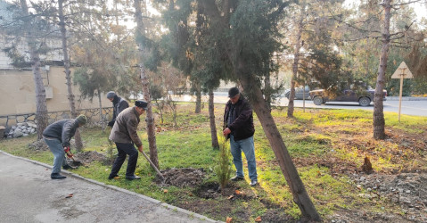 Ucar rayonunda “Konstitusiya və Suverenlik İli” çərçivəsində ağacəkmə aksiyası keçirilib