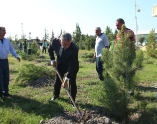 Ucar rayonunda 27 sentyabr – Anım Günü ilə əlaqədar ağacəkmə aksiyası keçirilib