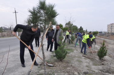 Ucar rayonunda Ümummilli Lider Heydər Əliyevin 100 illiyinə həsr olunmuş ağacəkmə aksiyası keçirildi