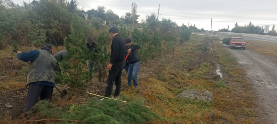 Ucar rayonunda “Yaşıl dünya naminə həmrəylik ili” çərçivəsində növbəti ağacəkmə aksiyası keçirilib