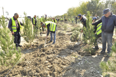 “Yaşıl Dünya naminə həmrəylik ili” çərçivəsində 23 oktyabr 2024-cü il tarixdə Ucar rayonunda növbəti ağacəkmə aksiyası keçirilib