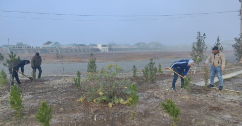 Ucar rayonunda “Konstitusiya və Suverenlik İli” çərçivəsində ağacəkmə aksiyası keçirilib