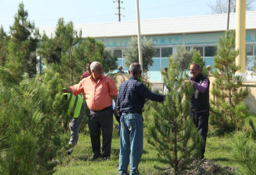 Ucar rayonunda 27 sentyabr – Anım Günü ilə əlaqədar ağacəkmə aksiyası keçirilib