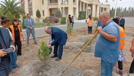 Ucar rayonunda “27 sentyabr – Anım Günü” və “Şəhərsalma və Memarlıq İli” çərçivəsində ağacəkmə aksiyası keçirilib