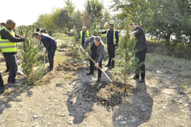 “Yaşıl Dünya naminə həmrəylik ili” çərçivəsində 23 oktyabr 2024-cü il tarixdə Ucar rayonunda növbəti ağacəkmə aksiyası keçirilib