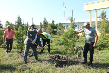Ucar rayonunda 27 sentyabr – Anım Günü ilə əlaqədar ağacəkmə aksiyası keçirilib