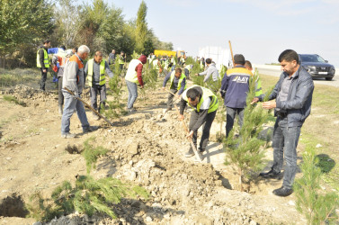 “Yaşıl Dünya naminə həmrəylik ili” çərçivəsində 23 oktyabr 2024-cü il tarixdə Ucar rayonunda növbəti ağacəkmə aksiyası keçirilib