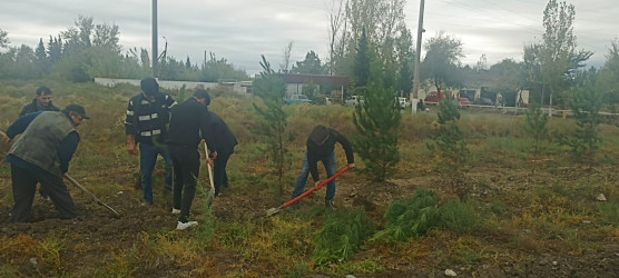 Ucar rayonunda “Yaşıl dünya naminə həmrəylik ili” çərçivəsində növbəti ağacəkmə aksiyası keçirilib