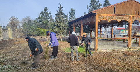 Ucar rayonunda “Konstitusiya və Suverenlik İli” çərçivəsində ağacəkmə aksiyası keçirilib