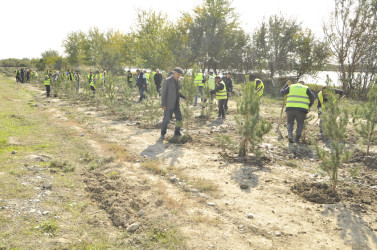 “Yaşıl Dünya naminə həmrəylik ili” çərçivəsində 23 oktyabr 2024-cü il tarixdə Ucar rayonunda növbəti ağacəkmə aksiyası keçirilib