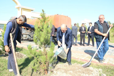 Ucar rayonunda 27 sentyabr – Anım Günü ilə əlaqədar ağacəkmə aksiyası keçirilib